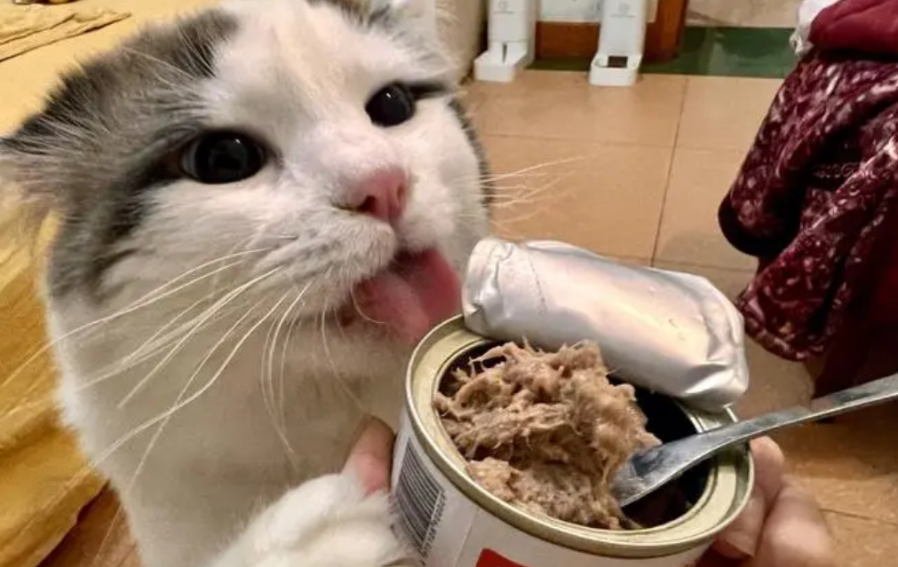 猫咪的罐头狗狗可以吃吗
