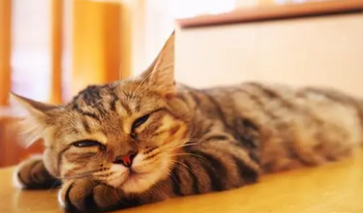 宠物猫肠胃不好怎么调理