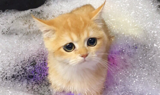猫咪专用沐浴露推荐