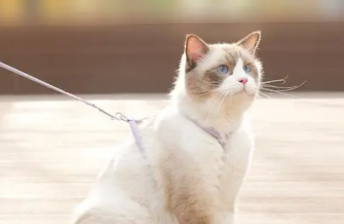 怎样给猫咪戴牵引绳