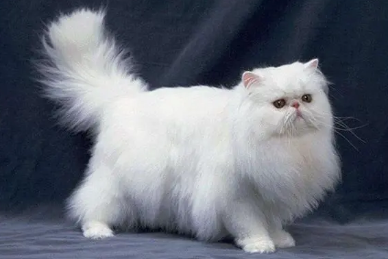 为什么很少人养波斯猫？原因在这里！