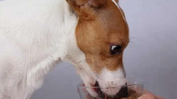 狗狗一周吃几次钙片？狗狗缺钙症状？
