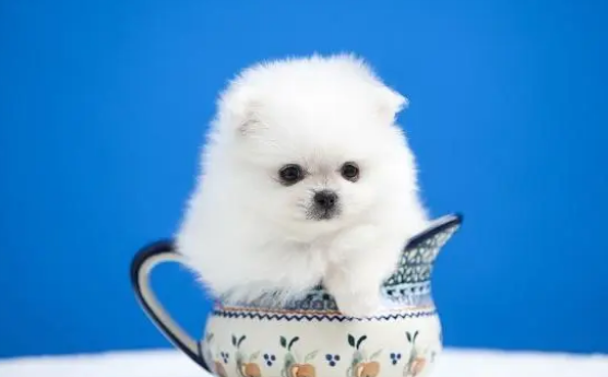 博美犬喜欢什么狗窝