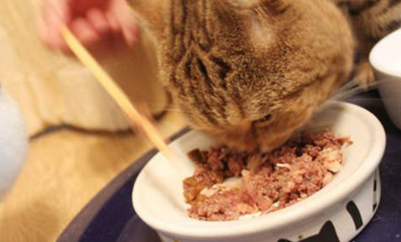 猫一次吃多少罐头