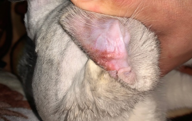 猫咪耳朵发炎哪种药好 猫咪耳朵发炎哪种药好