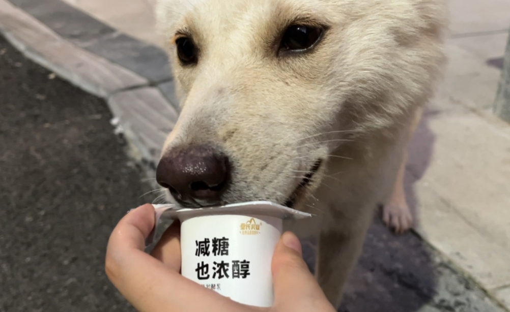 狗狗能喝人的酸奶
