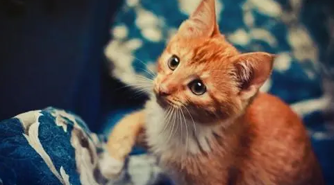 哪一种感冒药可以小猫吃 哪一种感冒药可以小猫吃