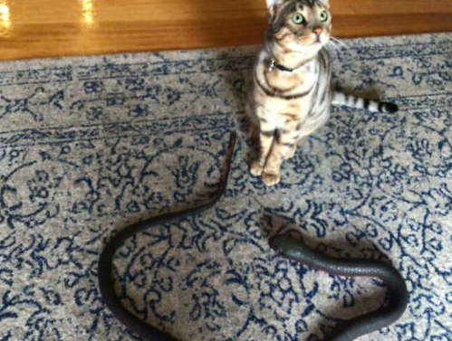 惊喜！网友收养猫咪3个月后，终于收到了猫猫送来的第一份礼物