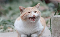 公猫发情会叫吗