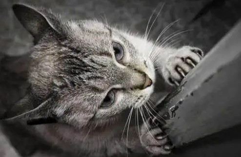 怎样教猫咪去抓猫抓板,而不是你的沙发? 怎样教猫咪去抓猫抓板,而不是你的沙发?
