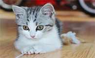 猫罐头可以和什么拌给奶猫?来get一下吧