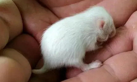仓鼠多大可以吃鼠粮