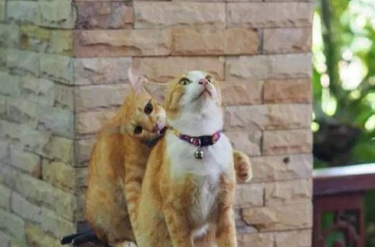 两只橘猫从小相依为命，小橘意外离世后，大橘的做法让人心疼！