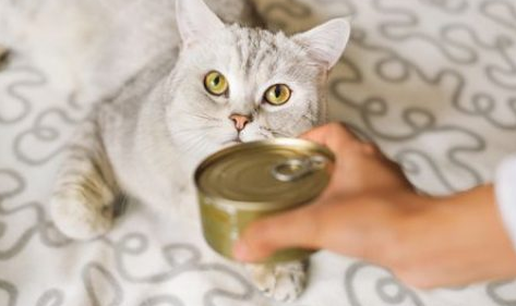 猫长期罐头拌猫粮好吗