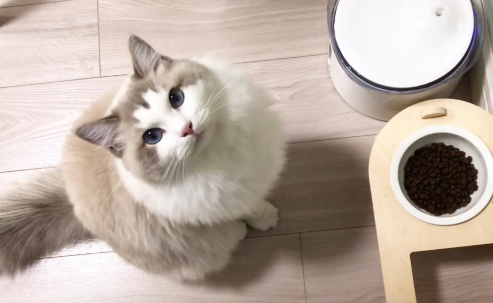 布偶适合吃的猫粮
