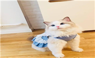 宠物猫穿衣服好吗