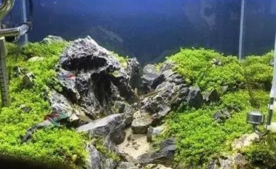 鱼缸怎么养好硝化细菌？干货分享