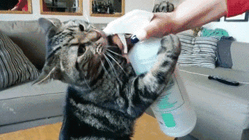 你家的猫罐头,可能都买错了! 你家的猫罐头,可能都买错了!