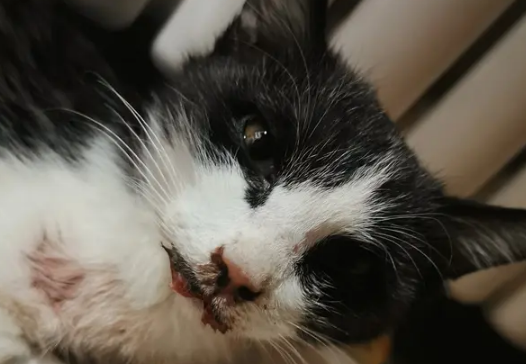 猫咪绝育后不吃不喝还呕吐，主人应该这么做~