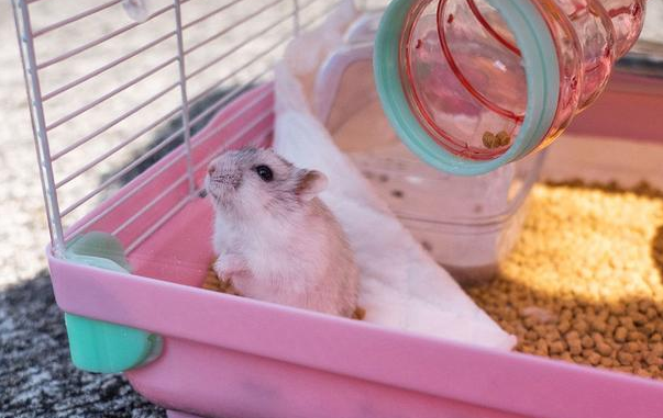 新冠病毒对仓鼠致死率