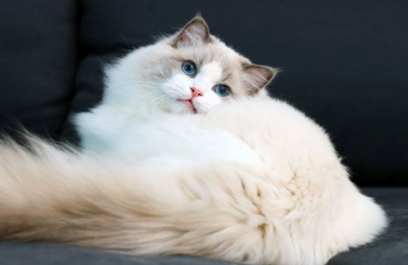 哪些国产的猫粮适合布偶吃 哪些国产的猫粮适合布偶吃