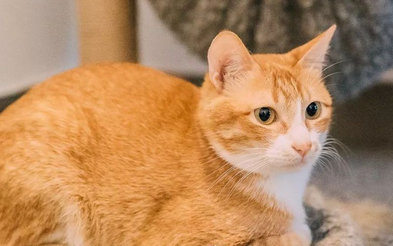 橘猫是狸花猫吗？是的哦