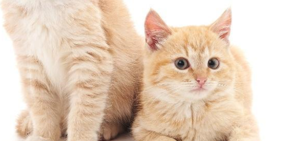 猫感冒了喂点人吃的感冒药就好?别胡来,感冒药不可乱喂 猫感冒了喂点人吃的感冒药就好?别胡来,感冒药不可乱喂