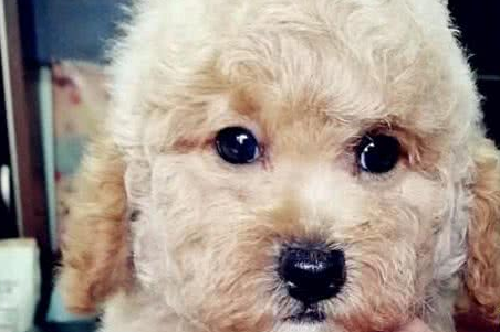 泰迪犬喜欢什么玩具