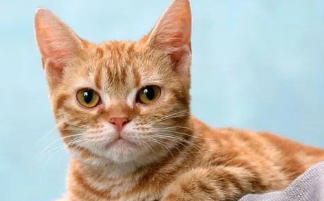 一文带你了解猫8个月相当于人几岁？