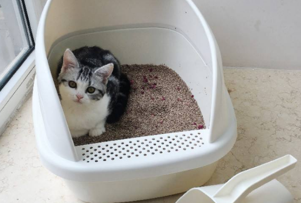 如何教用猫砂