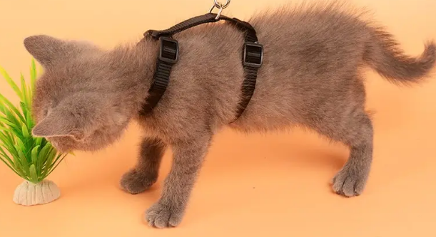 多大的猫可以用牵引绳