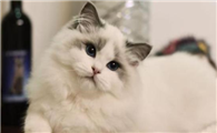 猫营养膏是什么?猫为什么要吃营养膏?