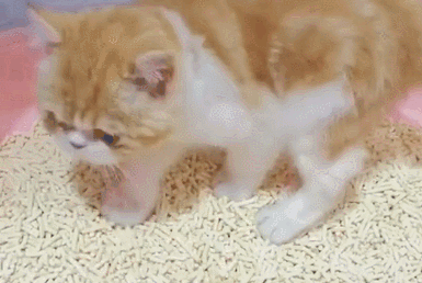 猫砂怎么换牌子