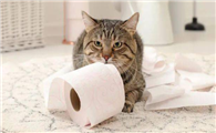 怎么帮助猫排便?主人来学学~