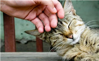 猫拿头蹭手是什么意思?这篇文章告诉你
