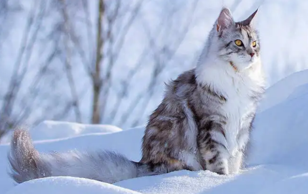 缅因猫认主人吗？想养的人可以看看