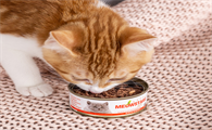 猫罐头十大排行