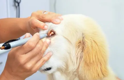 狗狗可以用滴眼液吗 狗狗可以用滴眼液吗