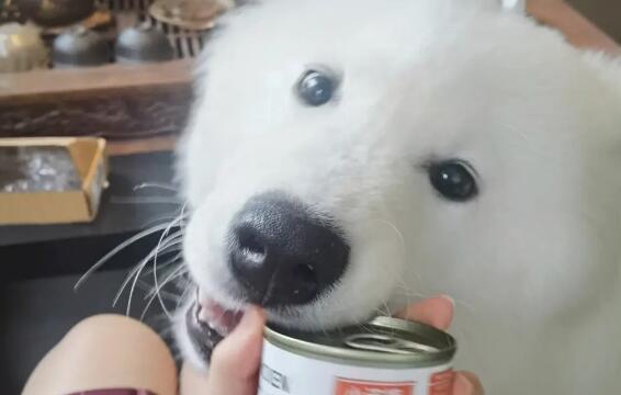狗狗能吃猫罐头吗