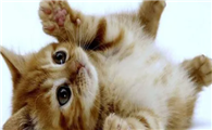 猫杯状病毒传染给人么?答案是不会哦!