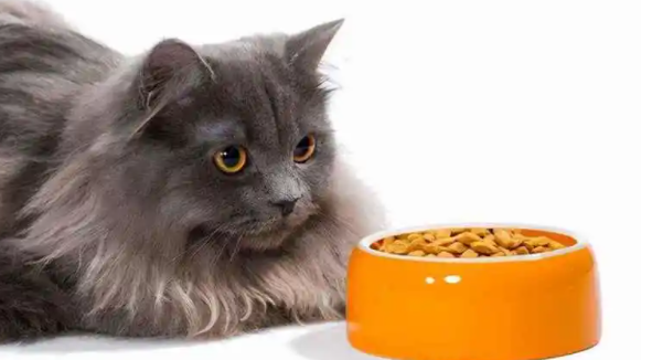 猫粮哪个比较好
