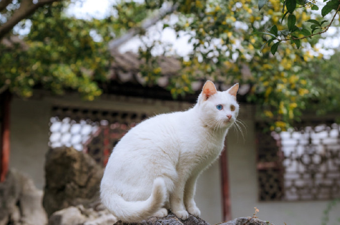 桂花对猫咪有影响吗？尽量不要在家种植