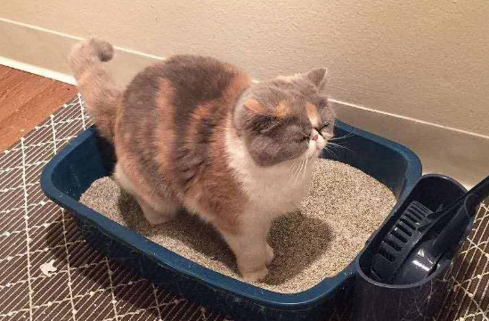 10l的猫砂等于多少斤 10l的猫砂等于多少斤