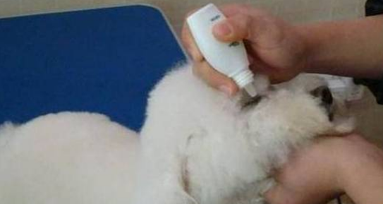 泰迪去泪痕狗粮推荐