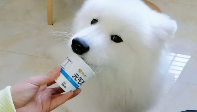 酸奶狗狗能喝吗 酸奶狗狗能喝吗