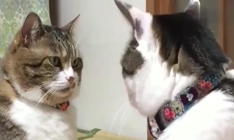 为什么不要和小猫对视，原来是这样！