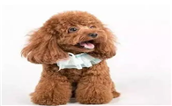 泰迪犬喜欢玩什么玩具 泰迪犬喜欢玩什么玩具
