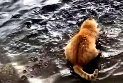 橘猫站在湖边呆望,下一秒举动却令主人笑喷 橘猫站在湖边呆望,下一秒举动却令主人笑喷