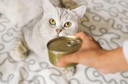 猫可以吃凉的罐头吗