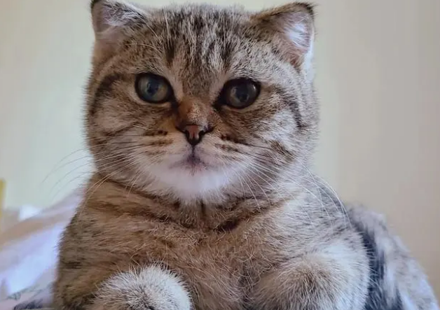 新手养猫不迷路,教你如何挑选宠物羊奶粉 新手养猫不迷路,教你如何挑选宠物羊奶粉